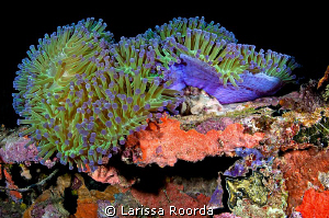 Vibrant night dive. by Larissa Roorda 